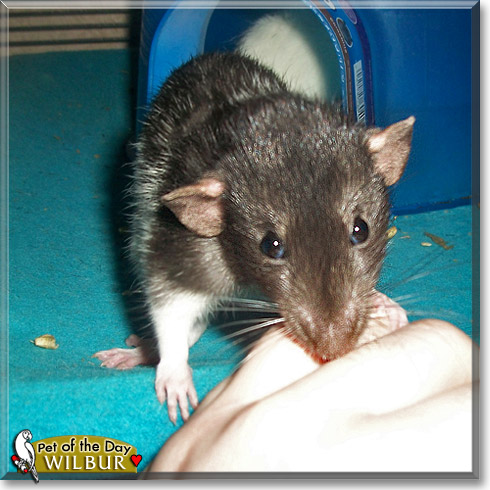 Wilbur, the Pet of the Day