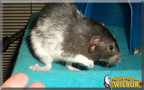 Wilbur, the Pet of the Day