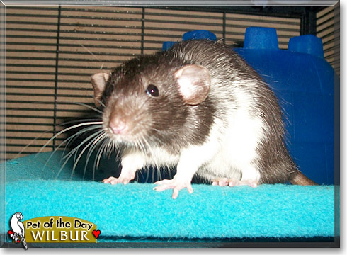 Wilbur, the Pet of the Day