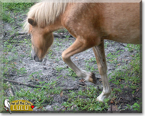 LuLu, the Pet of the Day