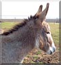Winifred