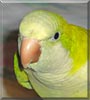 Louie
