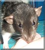 Wilbur