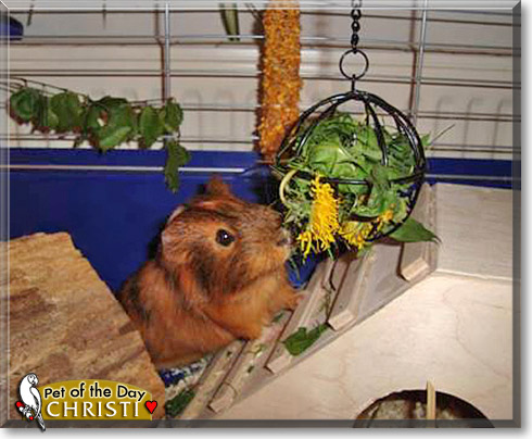 Christi, the Pet of the Day Christi, the Pet of the Day
