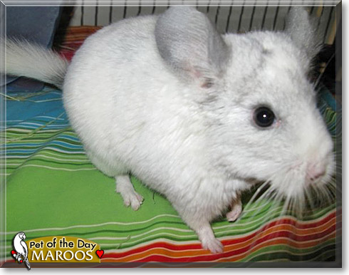 Maroos, the Pet of the Day