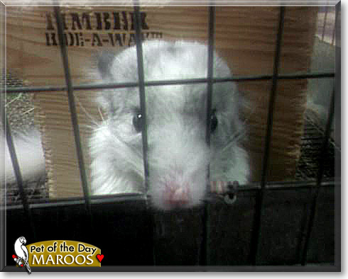 Maroos, the Pet of the Day