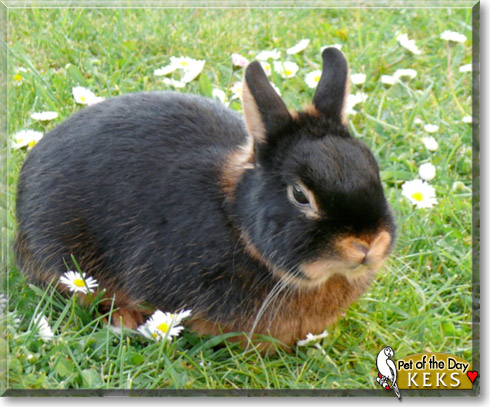 Keks, the Pet of the Day