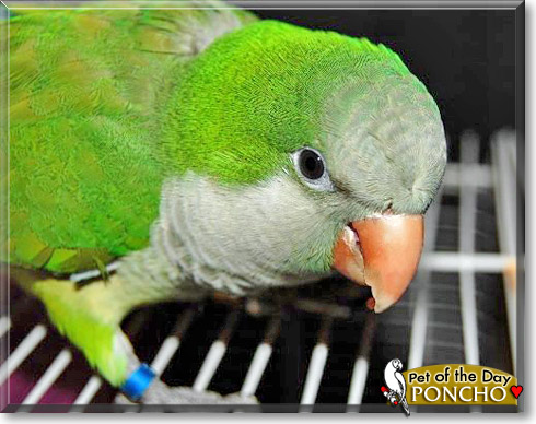 Poncho, the Pet of the Day