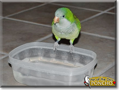 Poncho, the Pet of the Day