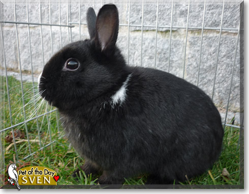 Sven, the Pet of the Day