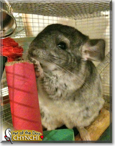 Chynchi, the Pet of the Day