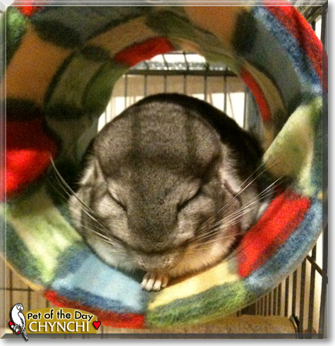 Chynchi, the Pet of the Day