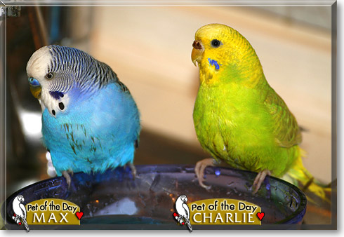 Max, Charlie, the Pet of the Day