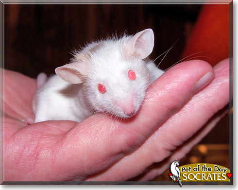Socrates, the Pet of the Day