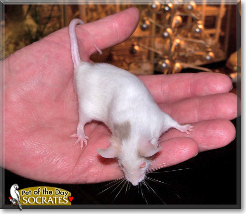 Socrates, the Pet of the Day