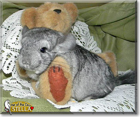 Stella, the Pet of the Day