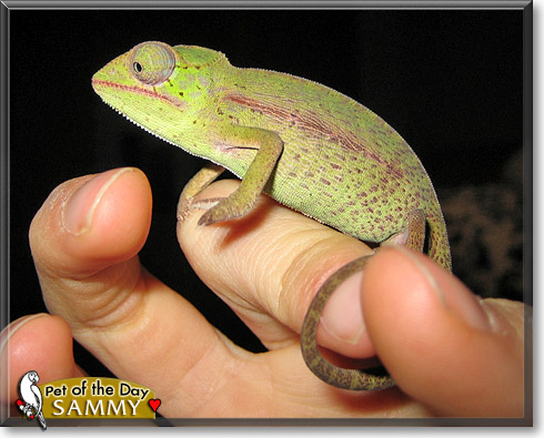 Sammy, the Pet of the Day