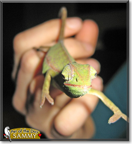 Sammy, the Pet of the Day
