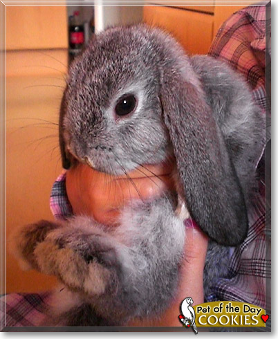 Cookies, the Pet of the Day