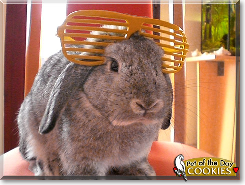 Cookies, the Pet of the Day