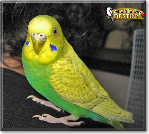 Destiny, the Pet of the Day