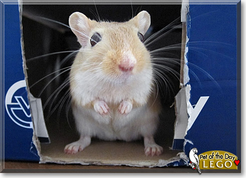Lego, the Pet of the Day