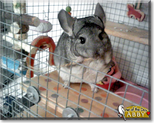 Abby, the Pet of the Day