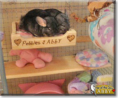 Abby, the Pet of the Day