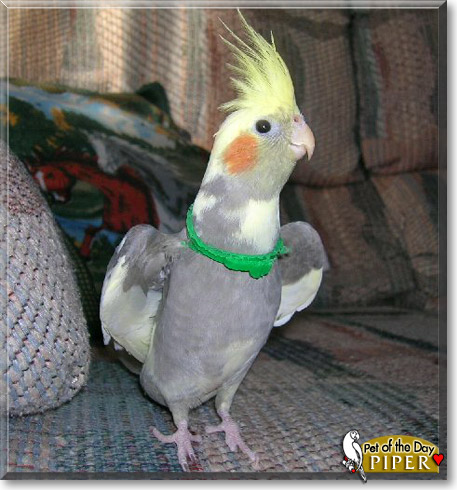 Piper, the Pet of the Day