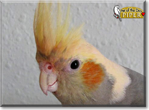 Piper, the Pet of the Day