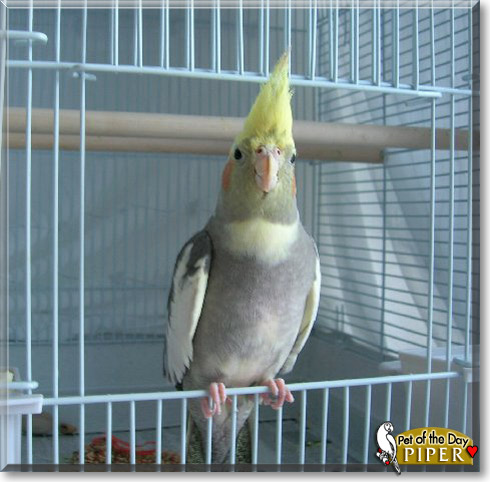 Piper, the Pet of the Day