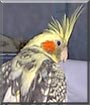 Nikita