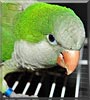 Poncho