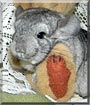 Stella