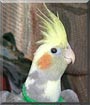 Piper