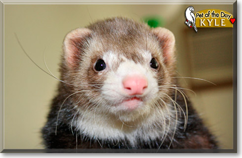 Kyle, the Pet of the Day