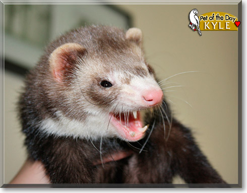 Kyle, the Pet of the Day