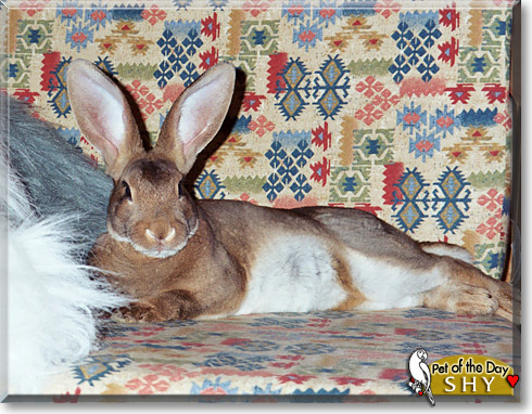 Shy, the Pet of the Day