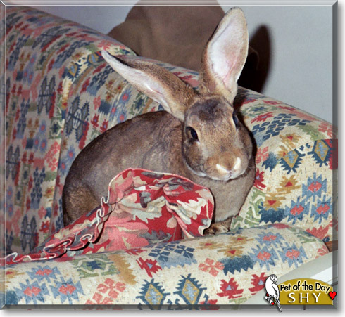 Shy, the Pet of the Day