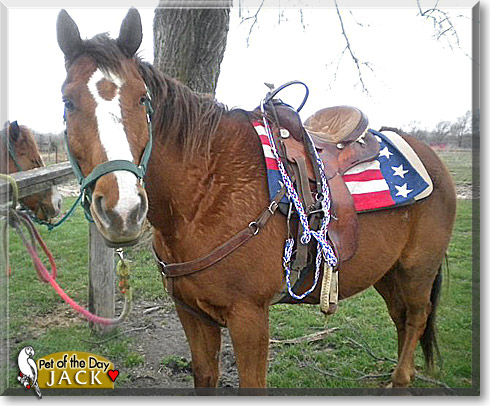 Jack, the Pet of the Day