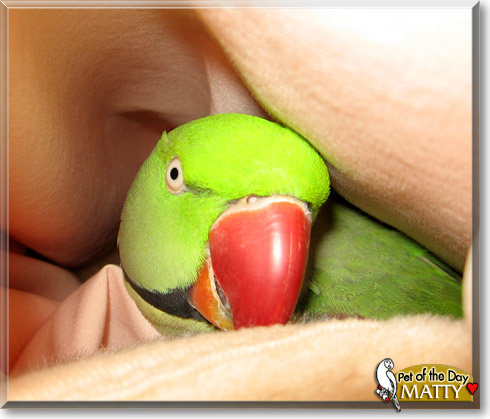 Matty, the Pet of the Day