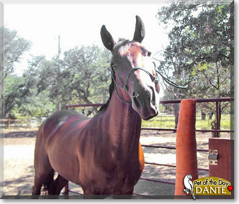 Dante, the Pet of the Day