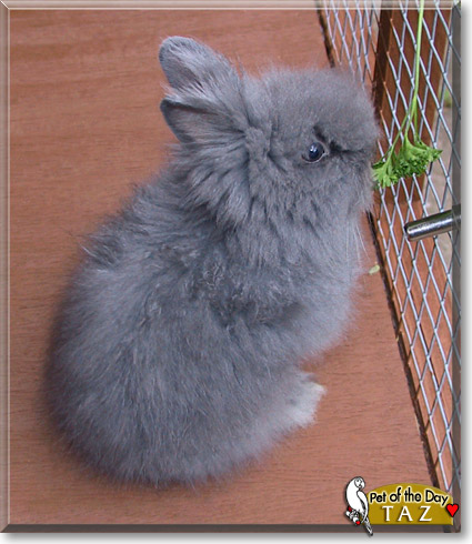 Taz, the Pet of the Day