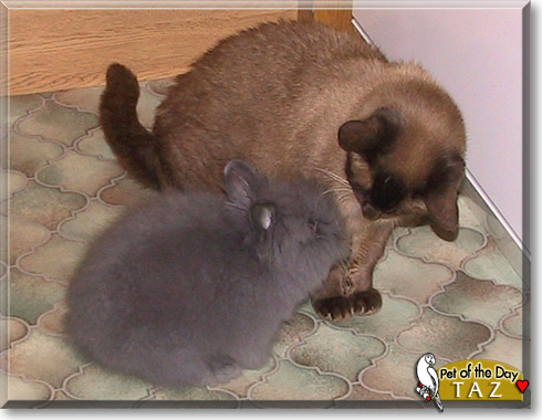 Taz, the Pet of the Day