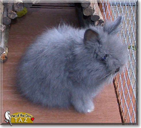 Taz, the Pet of the Day