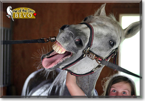 Bevo, the Pet of the Day