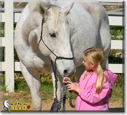 Bevo, the Pet of the Day