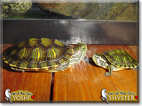 Yoshi, Shyster, the Pet of the Day