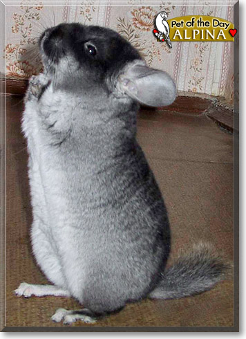 Alpina, the Pet of the Day
