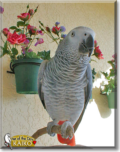 Kaiko, the Pet of the Day